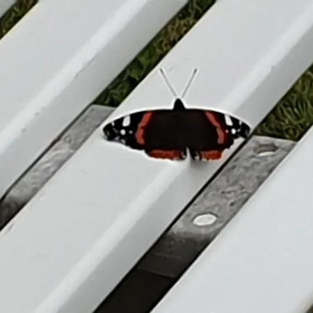 Vakantiehuis Ferienhaus-elli Borkum